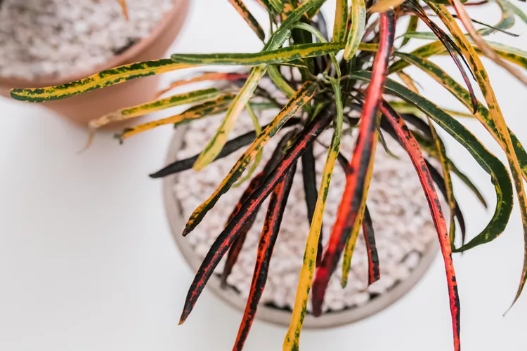 9 Colorful Houseplants That Are Perfect for Beginners, According to Plant Pros