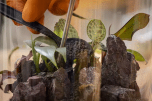 How to Make a Self-Sustaining Terrarium for a Lush Indoor Garden That Takes Care of Itself