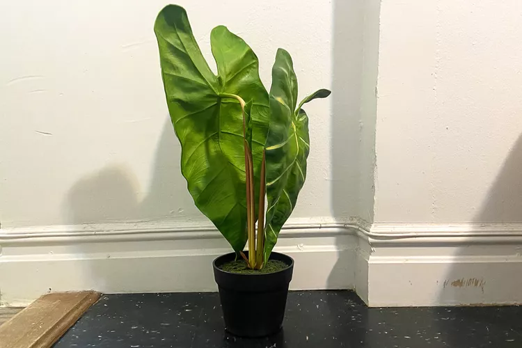 The 12 Best Fake Plants The Spruce Has Tested