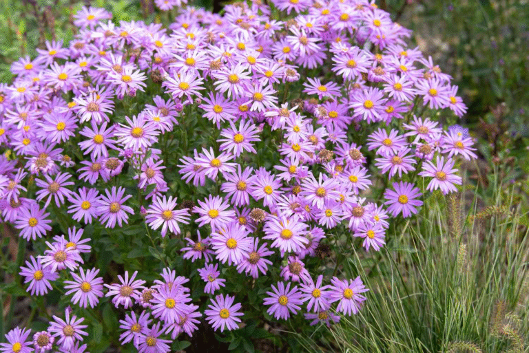Top 7 Plants That Thrive in Clay Soil
