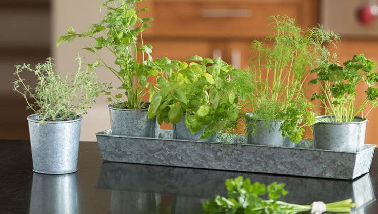 How to Grow Herbs in Small Indoor Spaces